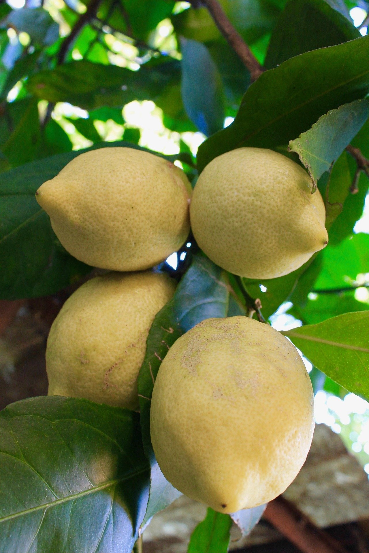 Citrons de Menton, inspiration de la crème de nougat au citron MielDélice