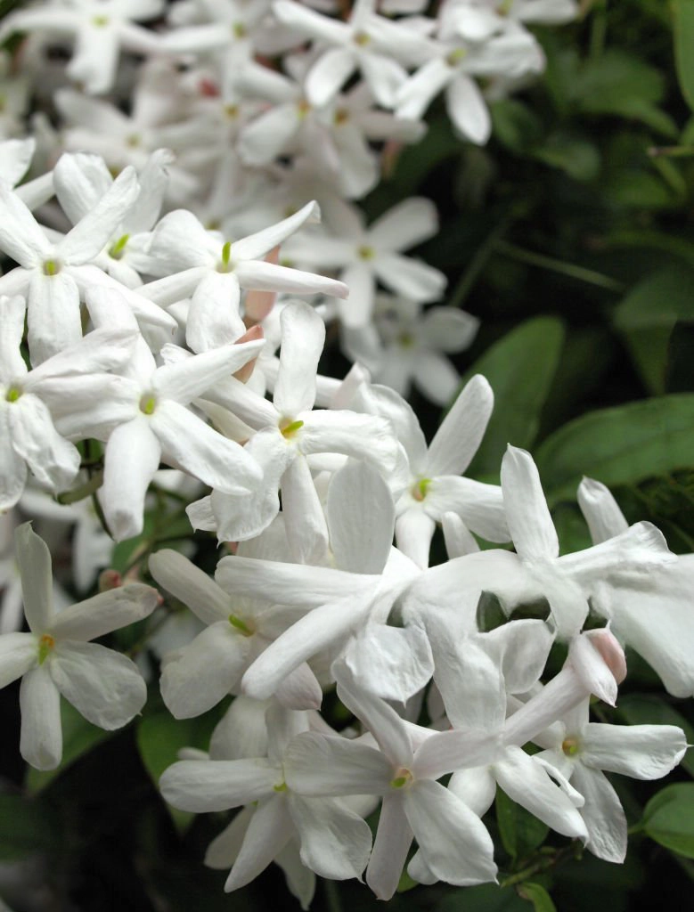 Fleurs à parfum de Grasse inspirant les créations florales MielDélice
