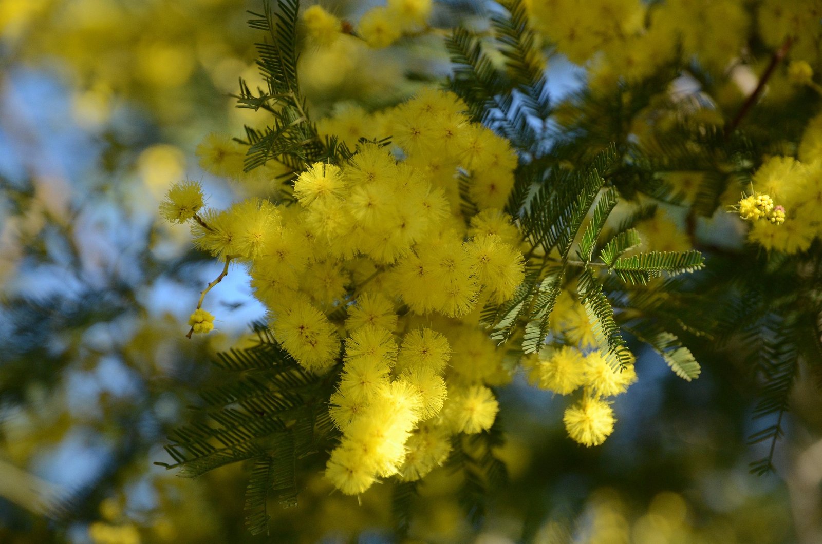 Mimosa en fleurs sur la Côte d’Azur, inspiration MielDélice