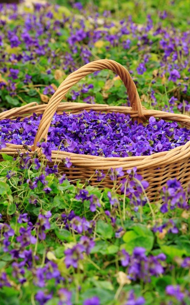 Panier de violettes Victoria fraîchement cueillies à Tourrettes-sur-Loup